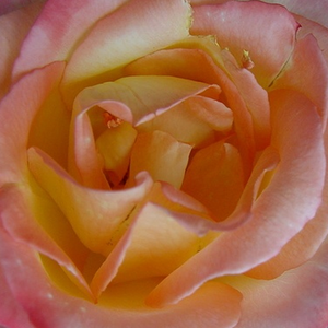 Szkółka róż - róża wielkokwiatowa - Hybrid Tea - żółto - różowy  - Rosa  Emeraude d'Or - róża ze średnio intensywnym zapachem - Georges Delbard -  Posiada silniejszy habit oraz łagodny zapach.